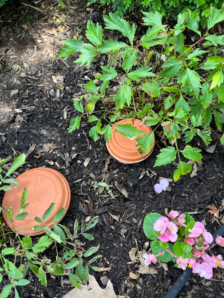 terracotta pot irrigation