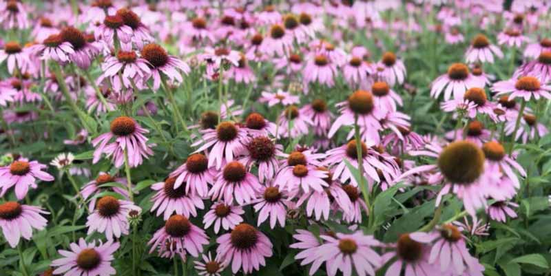 Princeton Native Meadow