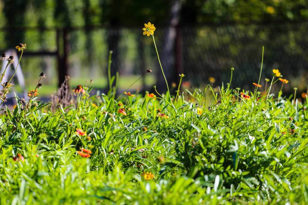 Yard SustainLandscaping Field 1024x683