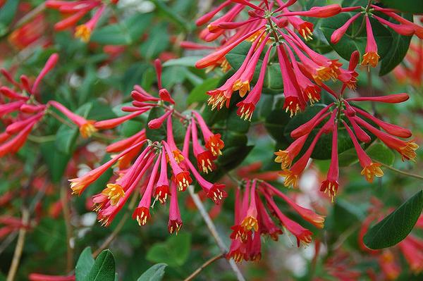 Lonicera semperviruns Chris Kreussling 