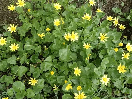 a patch of lesser celandine