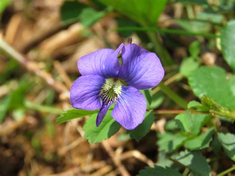 New Jersey state flower, Viola sororia