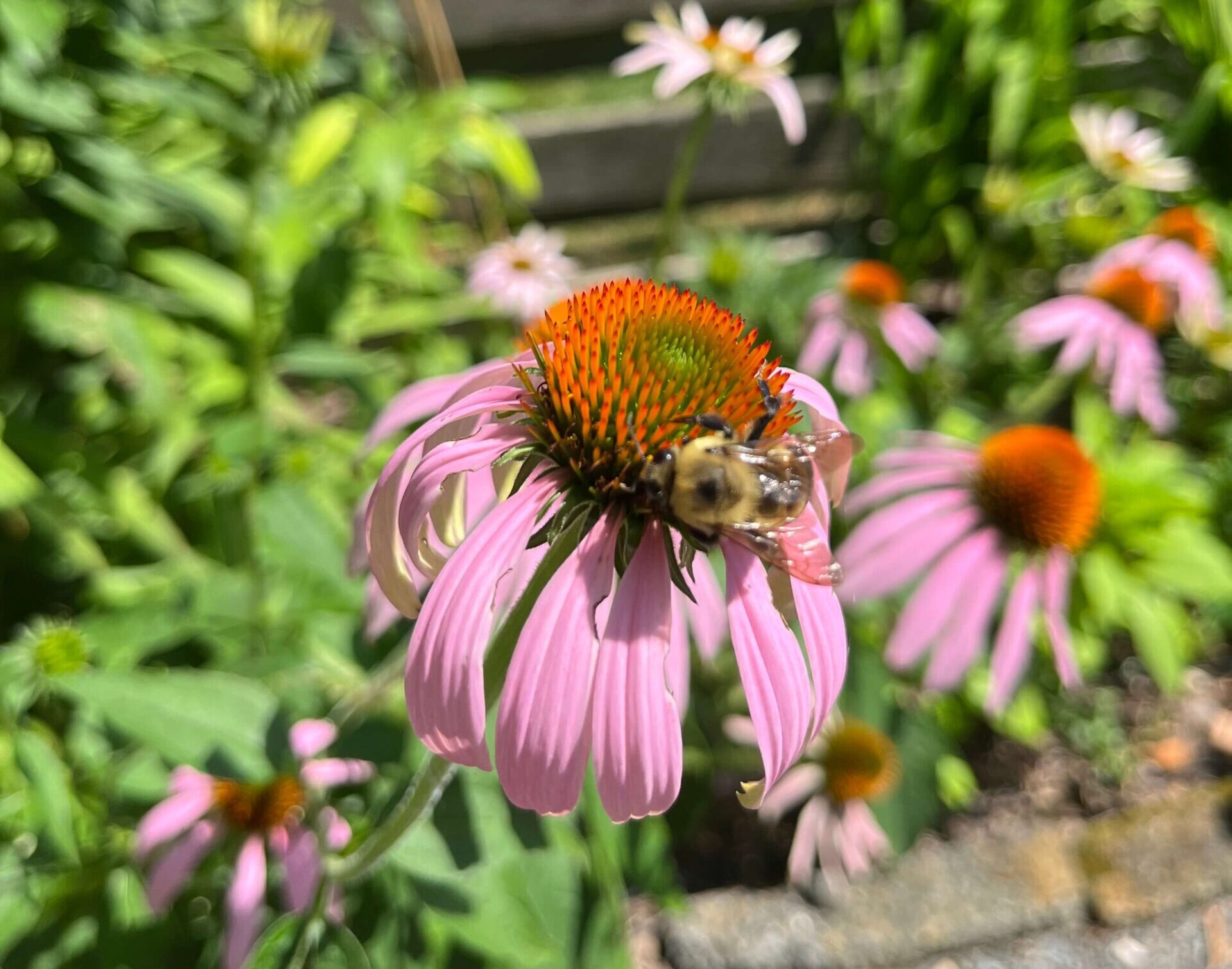 coneflower