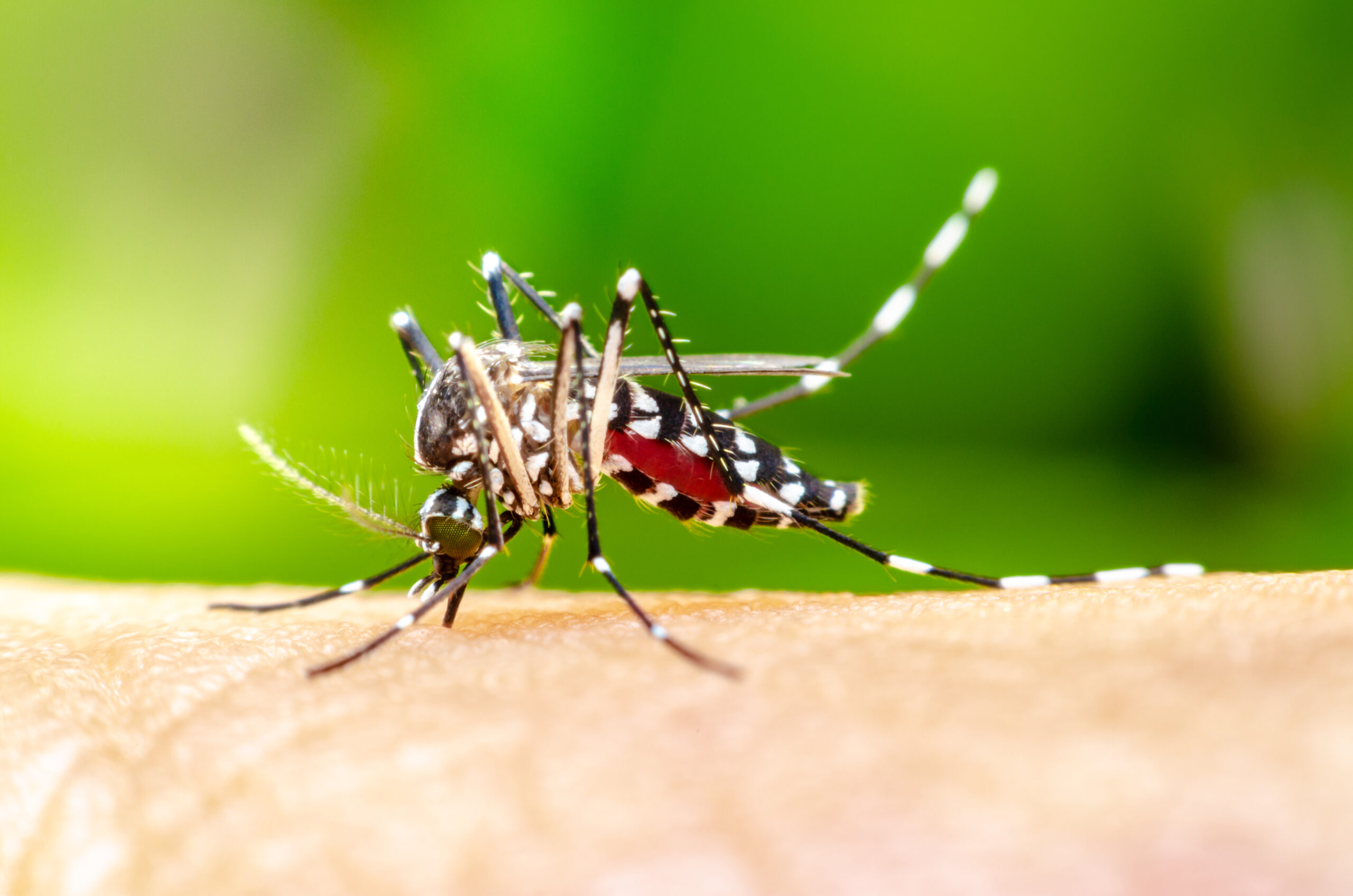 insect on skin