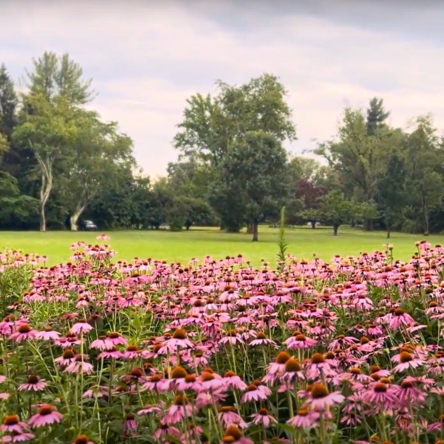 caldwell park meadow blooming with pink flowers
