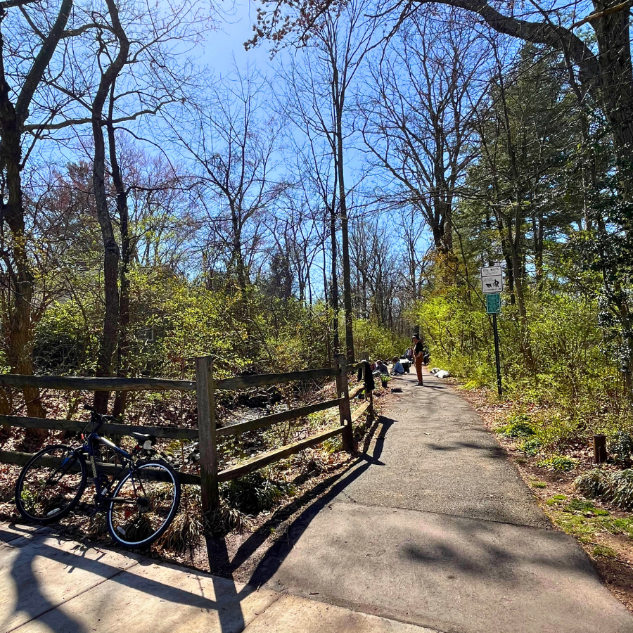 paved path with trees and plants
