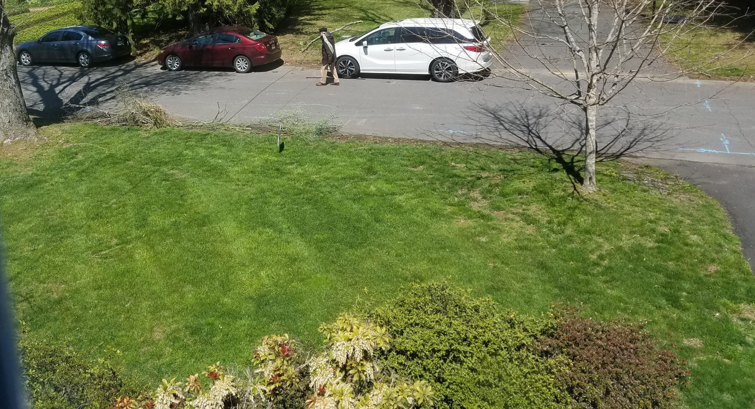 Front yard April 2020, Japanese Andromeda visible at bottom