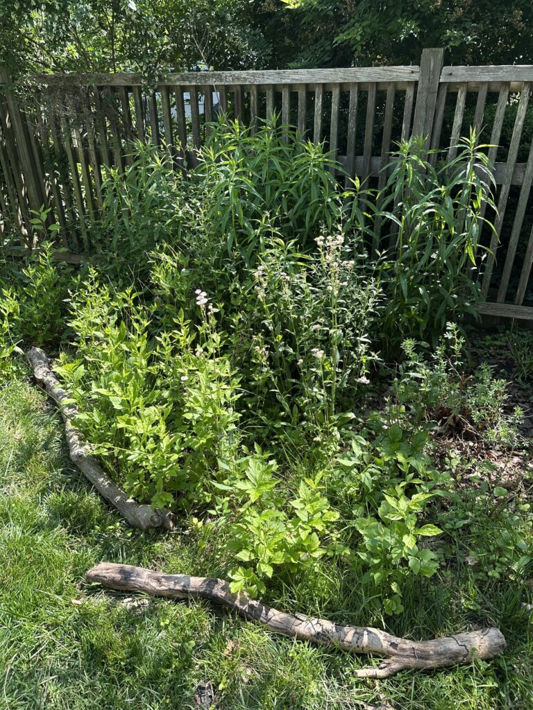 volunteer plants