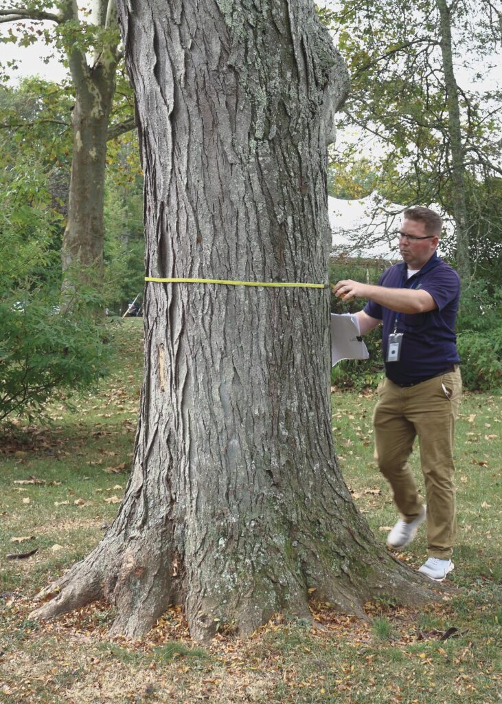Landscaper Workshop Taylor arborist measuring tree
