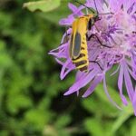 Goldenrod Soldier Beetle (Chauliognathus pensylvanicus)