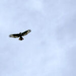 Red-tailed Hawk (Buteo jamaicensis)