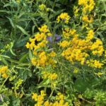 Flat-topped Goldenrod (Euthamia graminifolia)