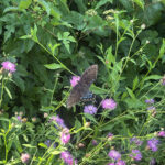 Eastern Tiger Swallowtail (Papilio glaucus)